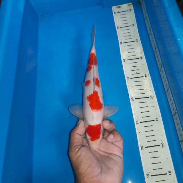 Kohaku f1