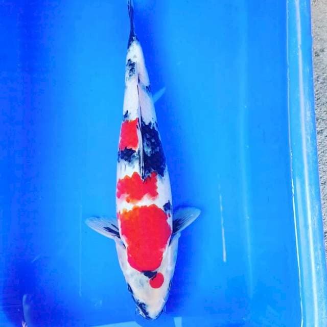 SHOWA 32CM