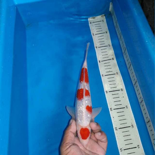 Kohaku ginrin f1