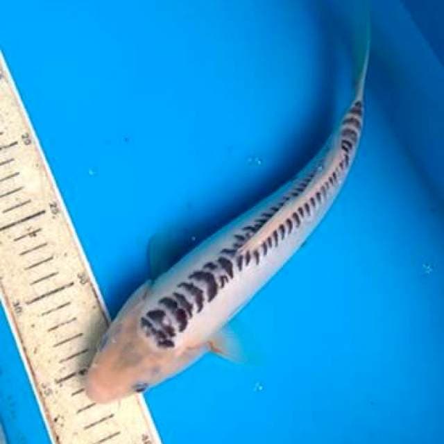Shusui 30cm