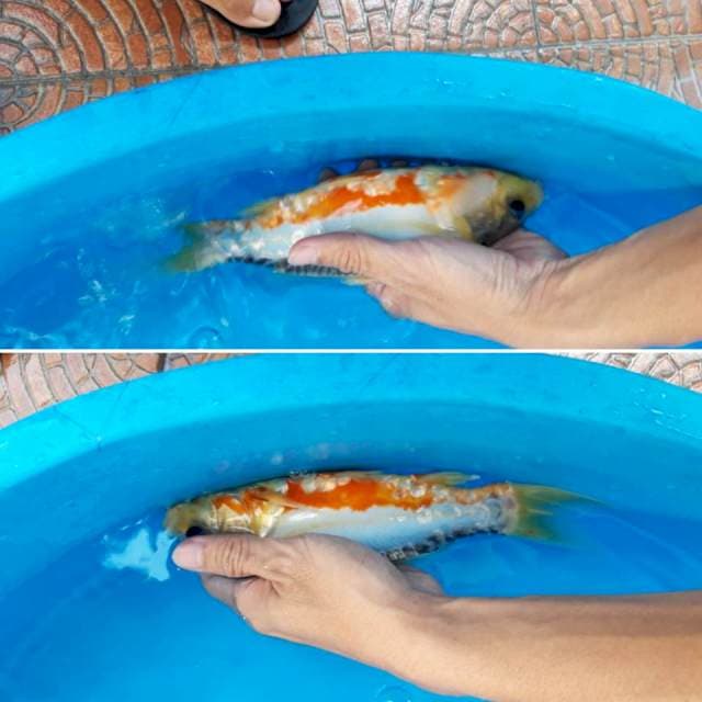 Mix koi 1