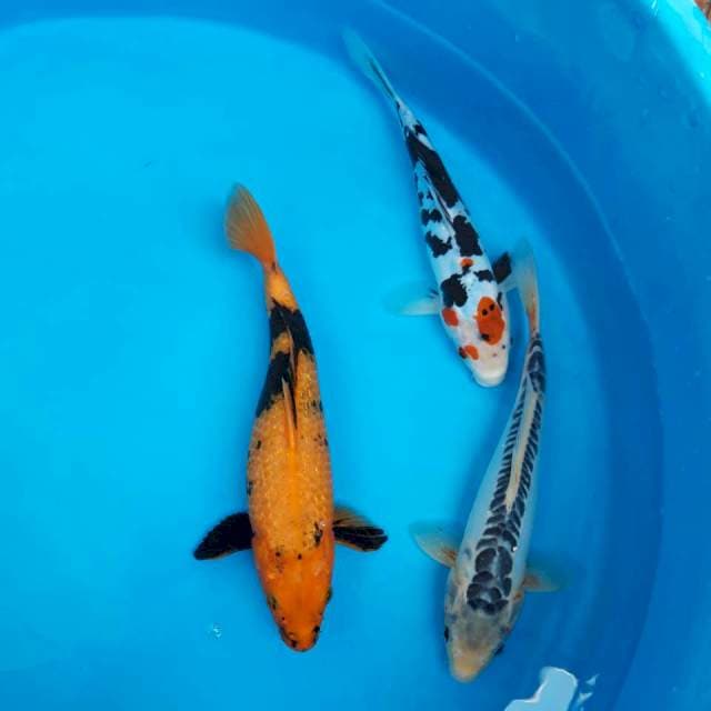 Mix koi 2