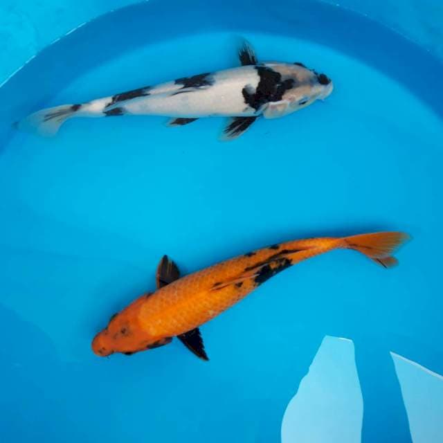 Mix koi 4