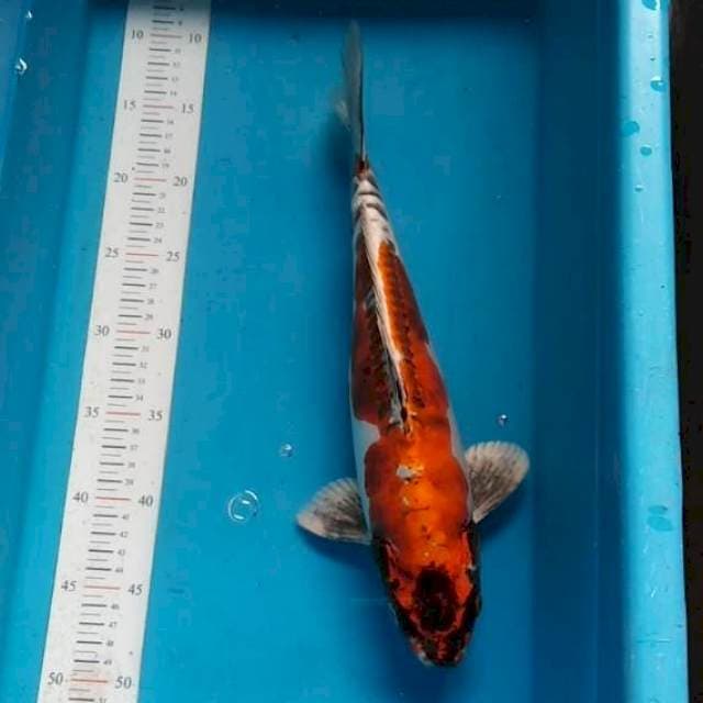 KIKOKURYU 46CM