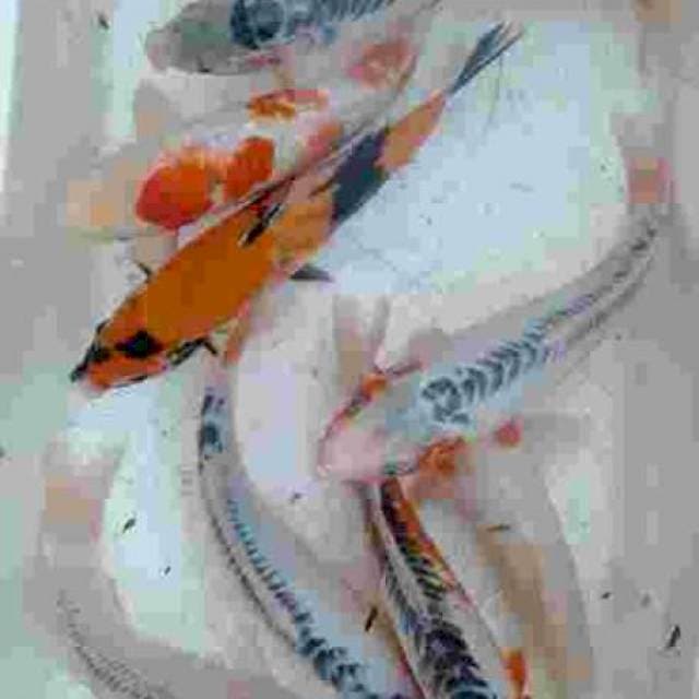 Koi mix