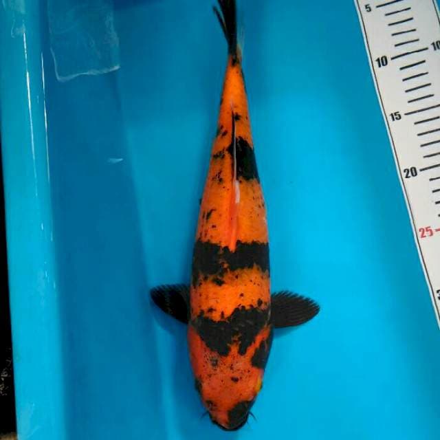HIUTSURI 35cm