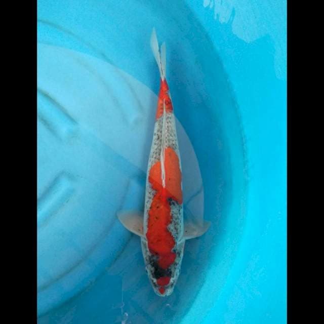 Goshiki Import Marushu - 50cm