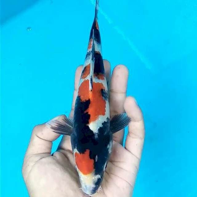 Showa