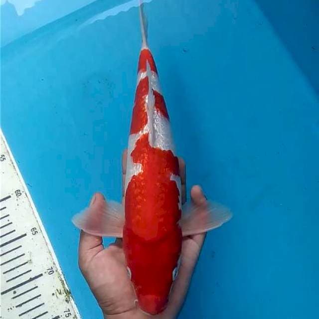 Kohaku Ginrin