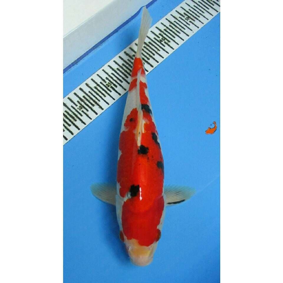 SANKE 33 CM