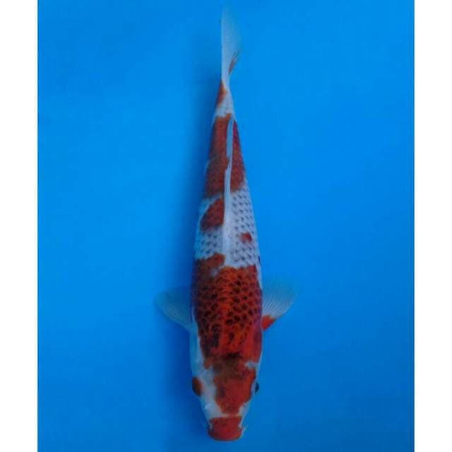 Goshiki Koromo Import non serti