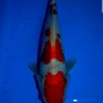 Kohaku