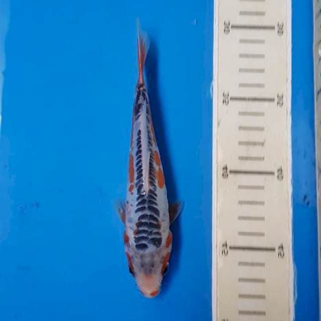 Shusui