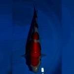 Kohaku 4 step