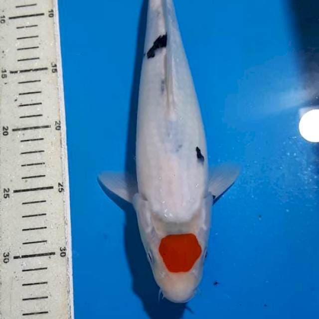 TANCHO SHOWA TATEGOI 31 CM