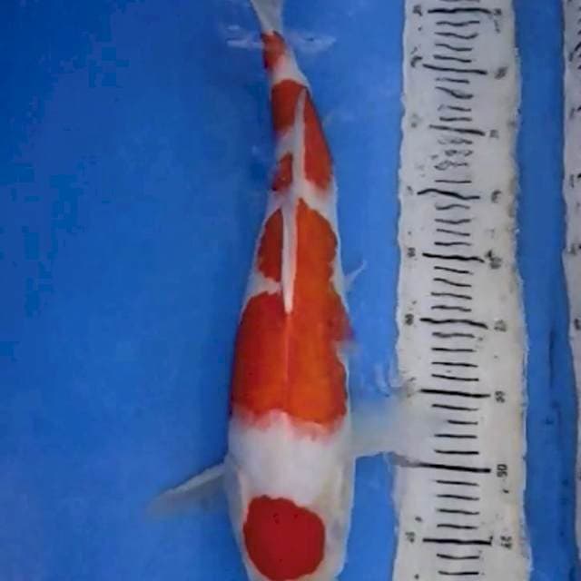 Maruten kuhaku male 50 cm