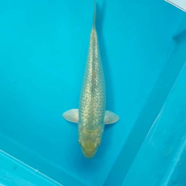 SORAGOI GINRIN #25CM