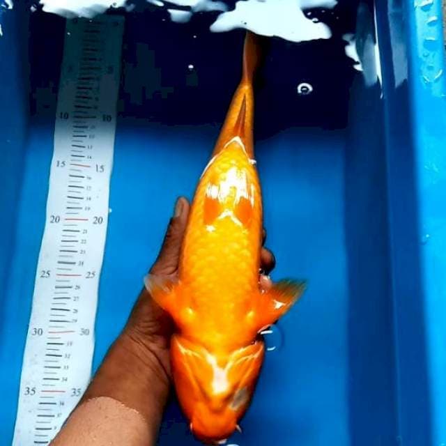 BENIGOI MERAH TEMBUS 36CM 