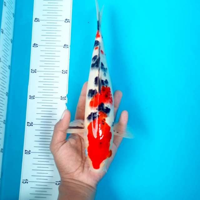 SANKE #29CM