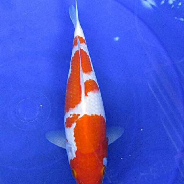 Kohaku ±28cm