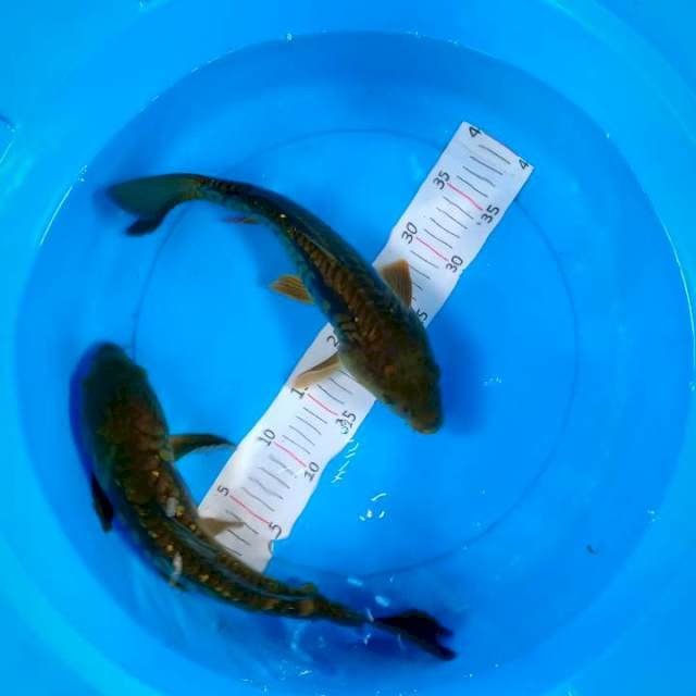 2 ekor penjinak kolam