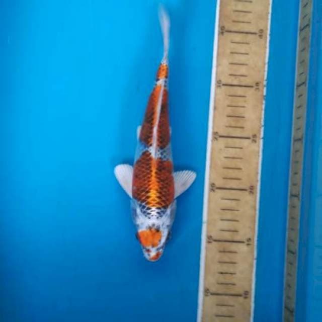 Kujaku 25cm