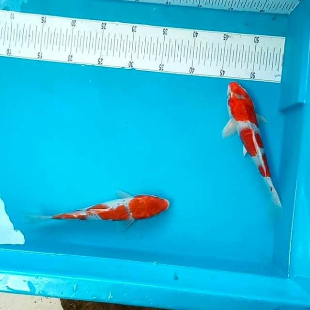 GOSHIKI VS KUJAKU #25CM