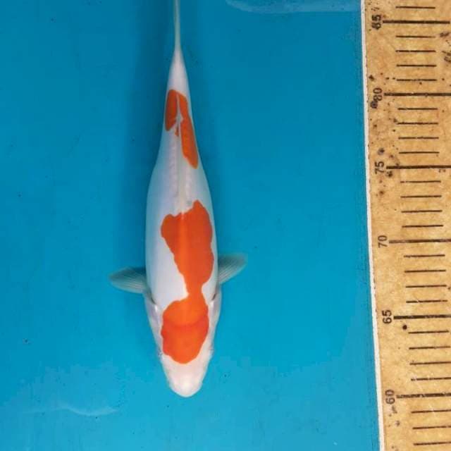 Kohaku