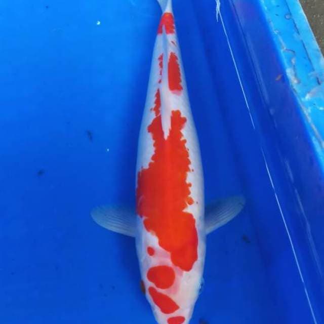 Kohaku