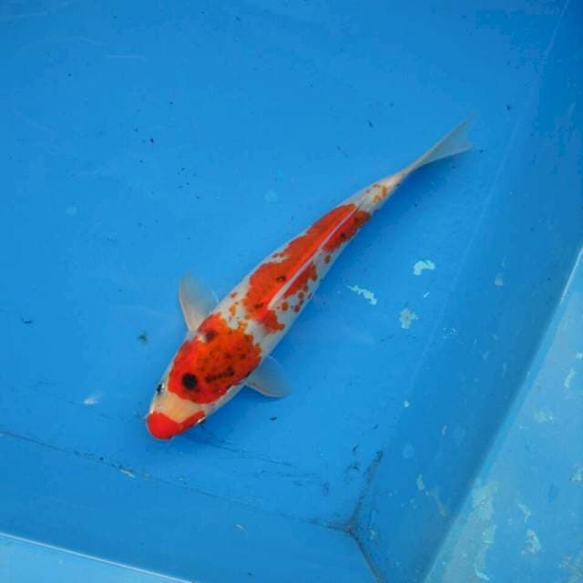 Kanoko Sanke F1
