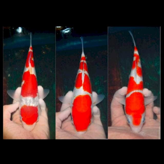 paket kohaku kating (kiri&kanan sisik,tengah doit)
