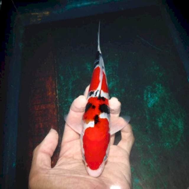 super red sanke original 25cm siap show