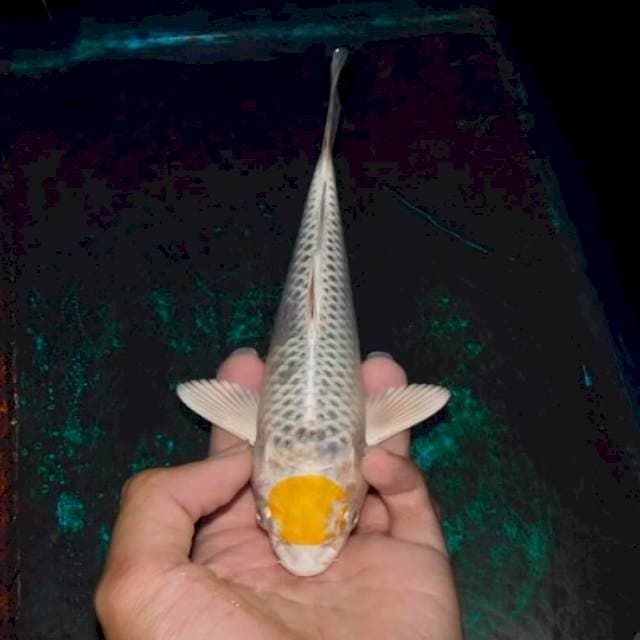 tancho hariwake (kating sdkit di badan)
