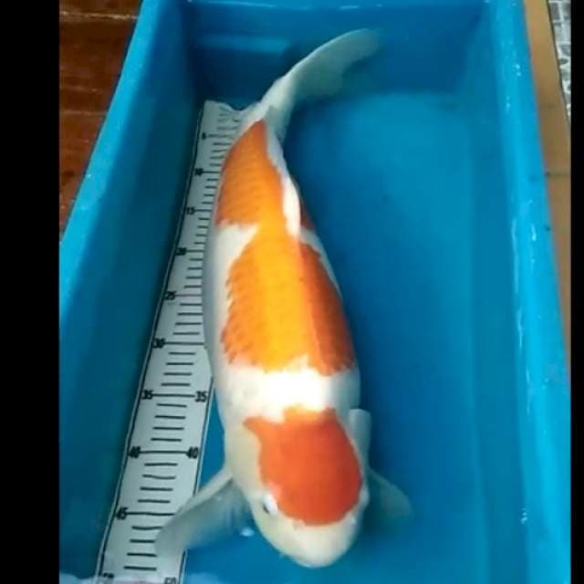 import jumbo kohaku 60bu bisa cod jabodetabek
