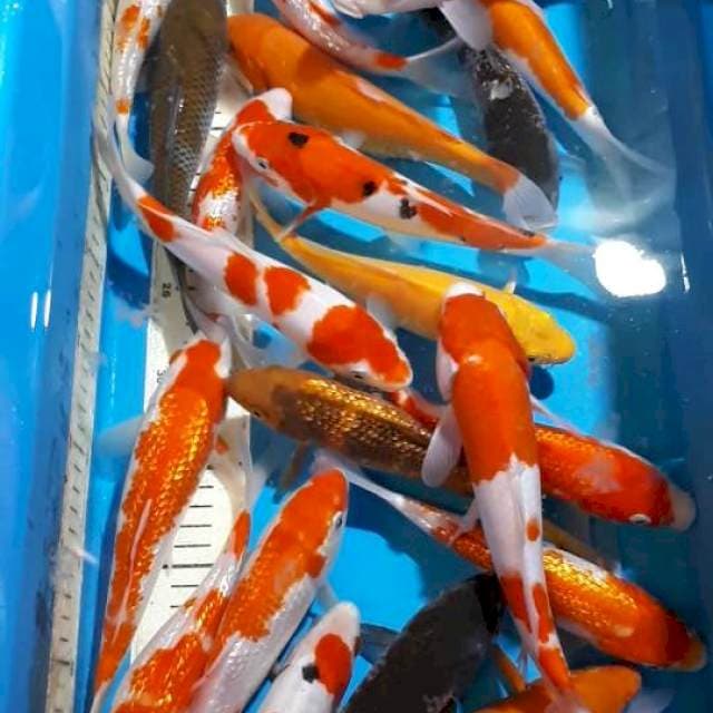 MOX KOI 20 SAMPAIN 25 CM