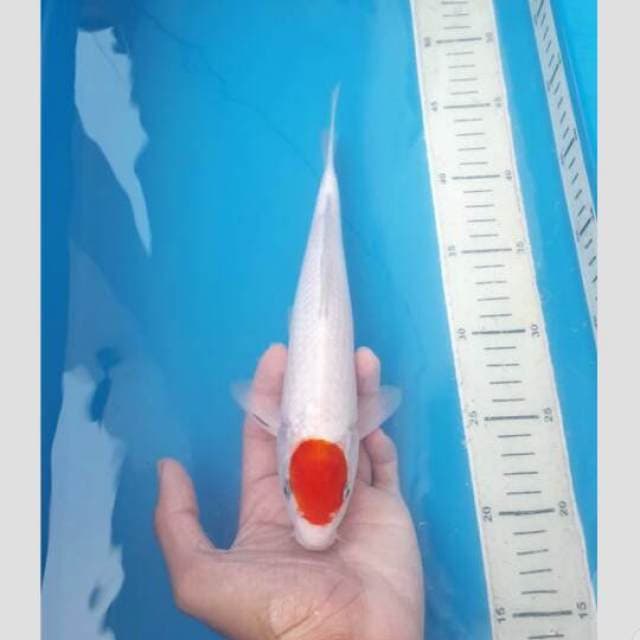 tancho sisik 30cm