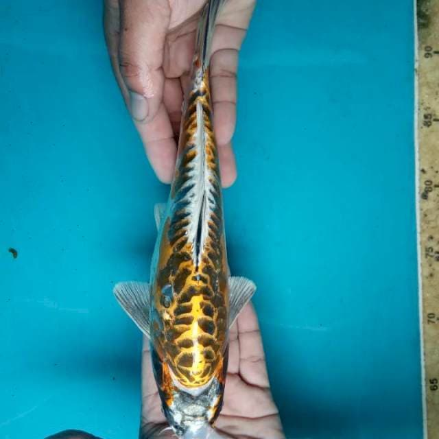 Kiko