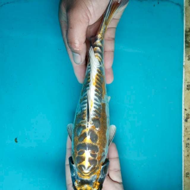 Kiko
