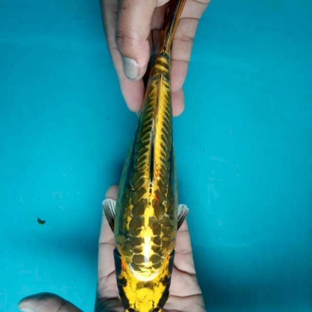 Aka antik