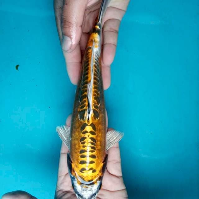 Kiko