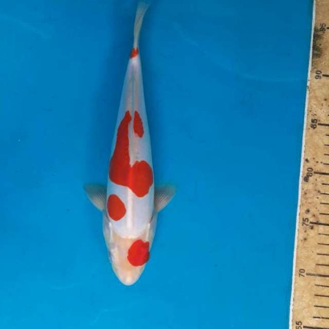 Kohaku