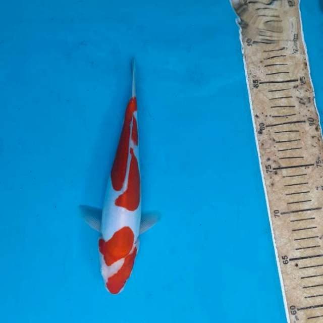 Kohaku 