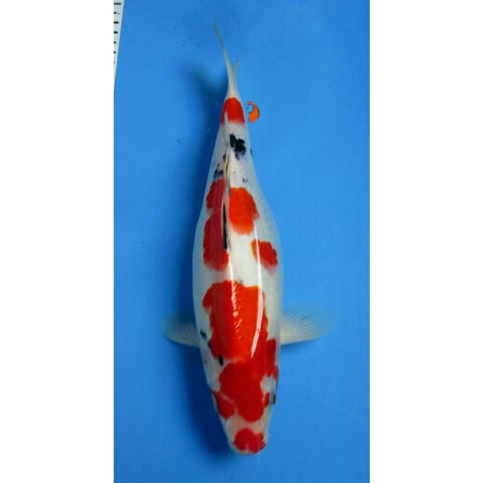 SANKE 32 CM