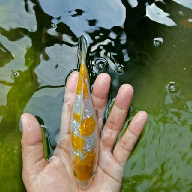 Ochiba prospek (ORIGINAL 18 cm)