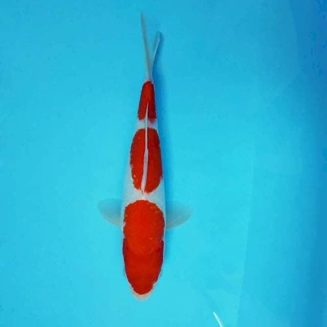 ASAHI 3 ~ KOHAKU 3 STEPS ®
