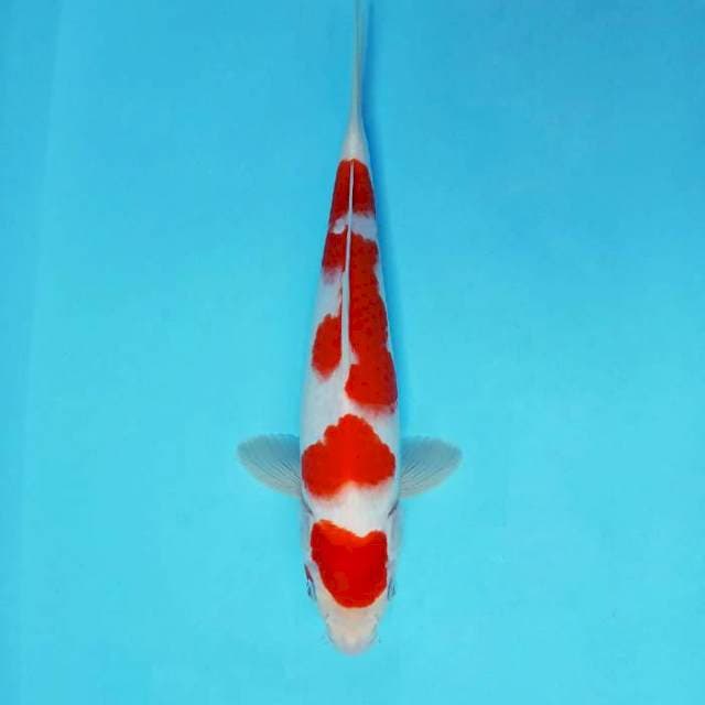 ASAHI 6 ~ KOHAKU SPC ®