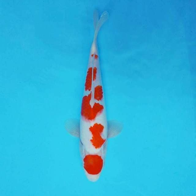 ASAHI 7 ~ MARUTEN KOHAKU ®