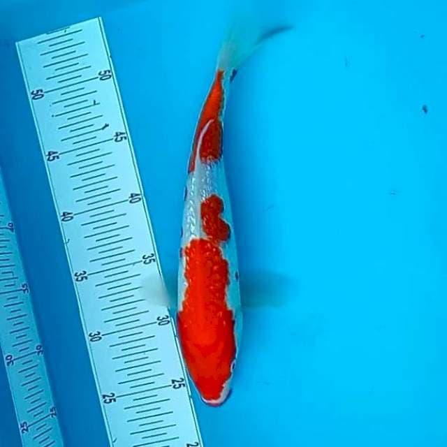 KOHAKU GINRIN #30CM