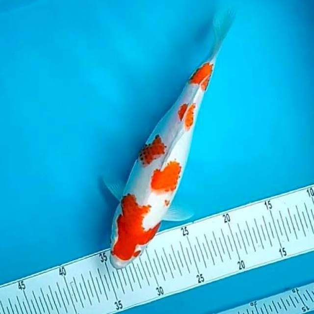 KOHAKU FM #32CM