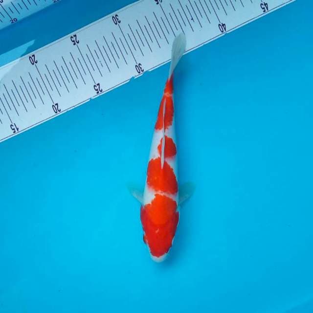 KOHAKU #25CM